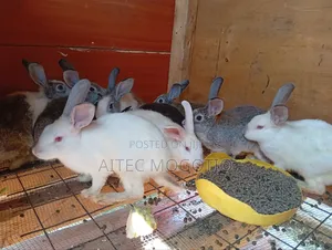 Rabbbits Availabke