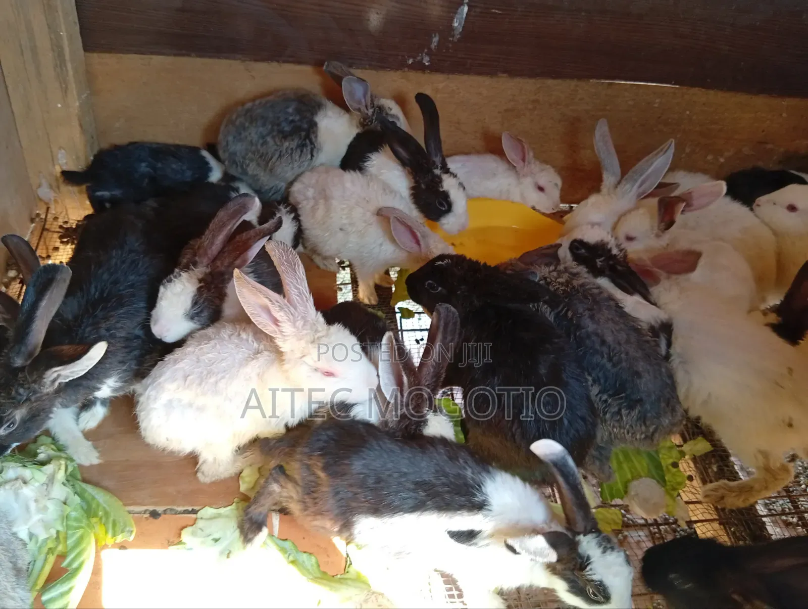 Rabbbits Availabke