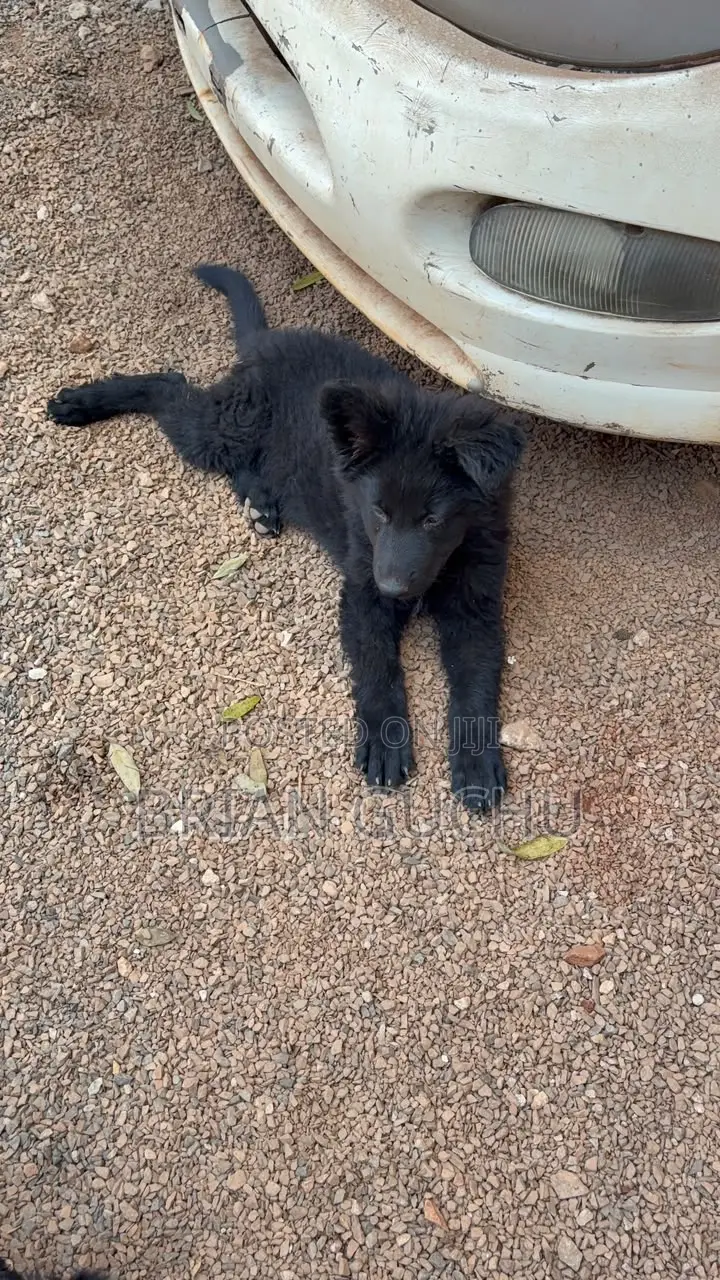 1-3 months Male Purebred German Shepherd