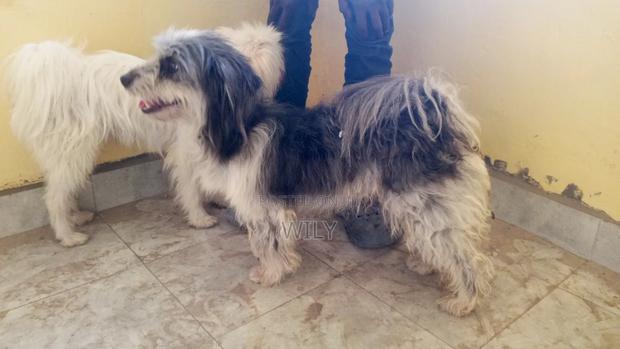 1+ year Male Purebred Skye Terrier