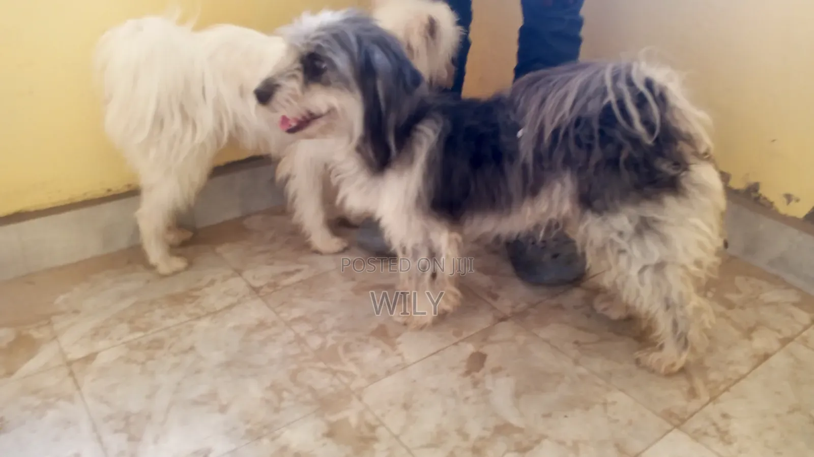 1+ year Male Purebred Skye Terrier