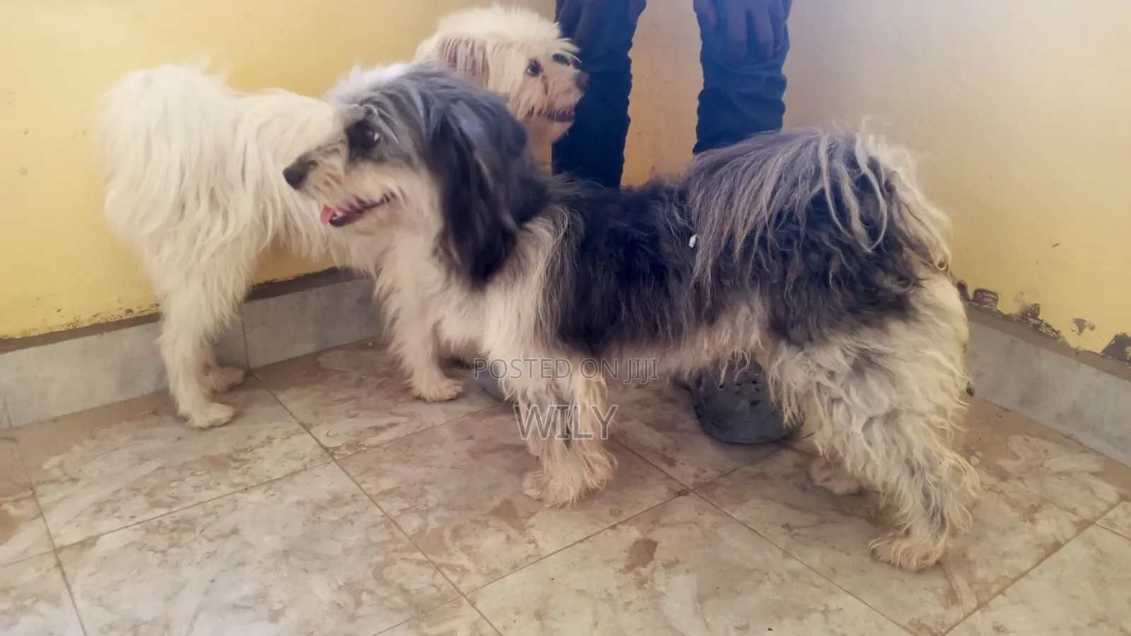 1+ year Male Purebred Skye Terrier