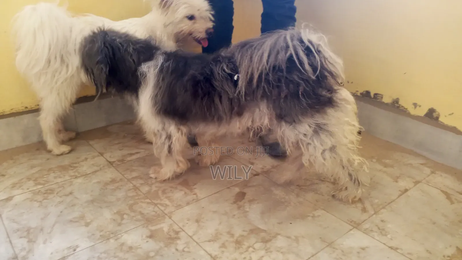 1+ year Male Purebred Skye Terrier