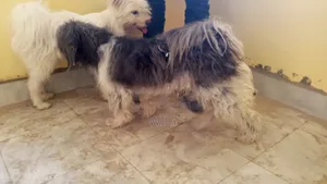 1+ year Male Purebred Skye Terrier