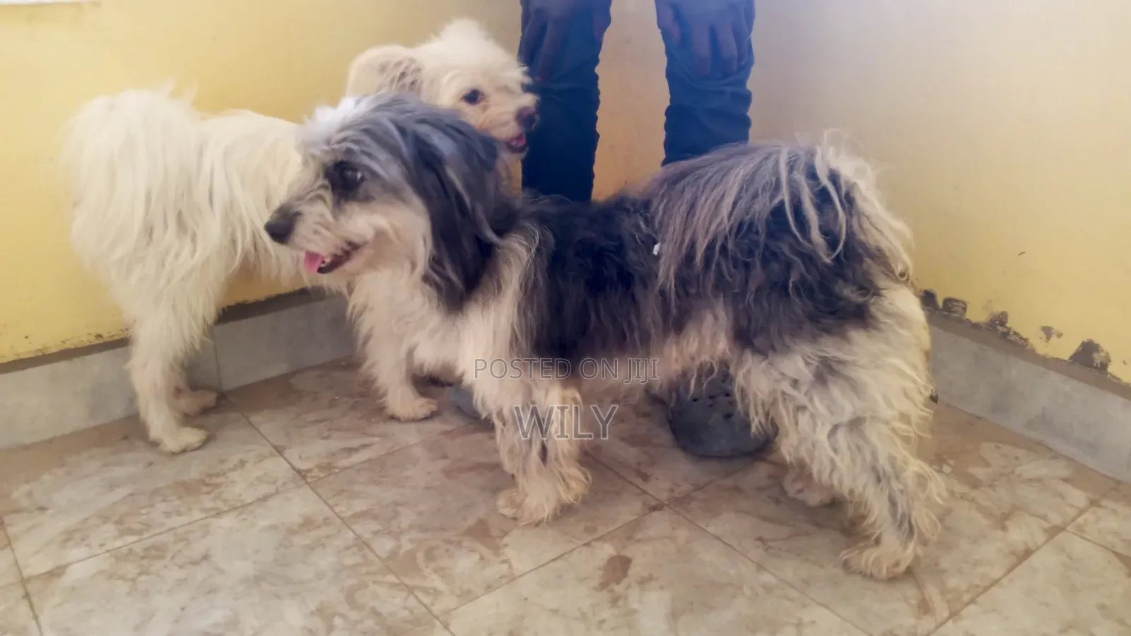 1+ year Male Purebred Skye Terrier