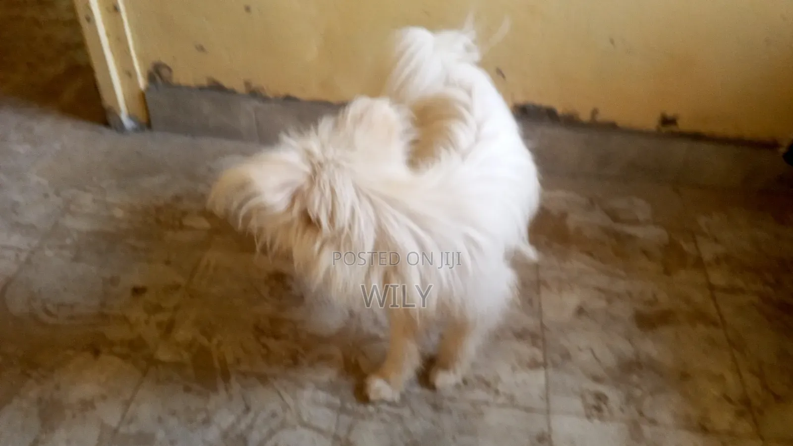 1+ year Male Purebred Skye Terrier