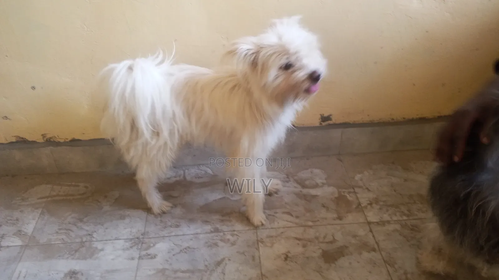 1+ year Male Purebred Skye Terrier