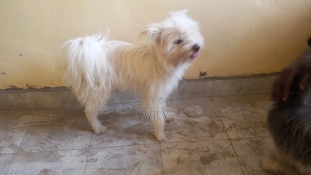 1+ year Male Purebred Skye Terrier - thumbnail 7