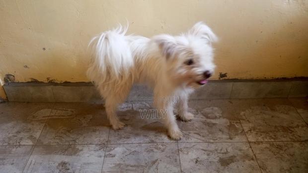 1+ year Male Purebred Skye Terrier - thumbnail 8