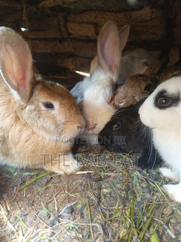 Purebreed Rabbits
