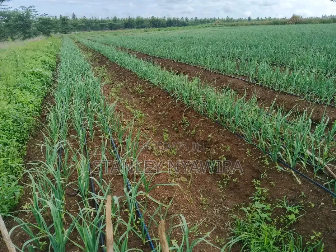 100 Acrea Daragwa Nyahururu Nyeri Highway