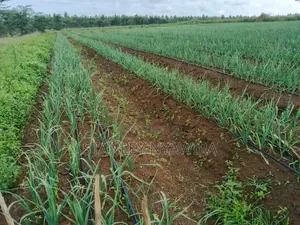 100 Acrea Daragwa Nyahururu Nyeri Highway