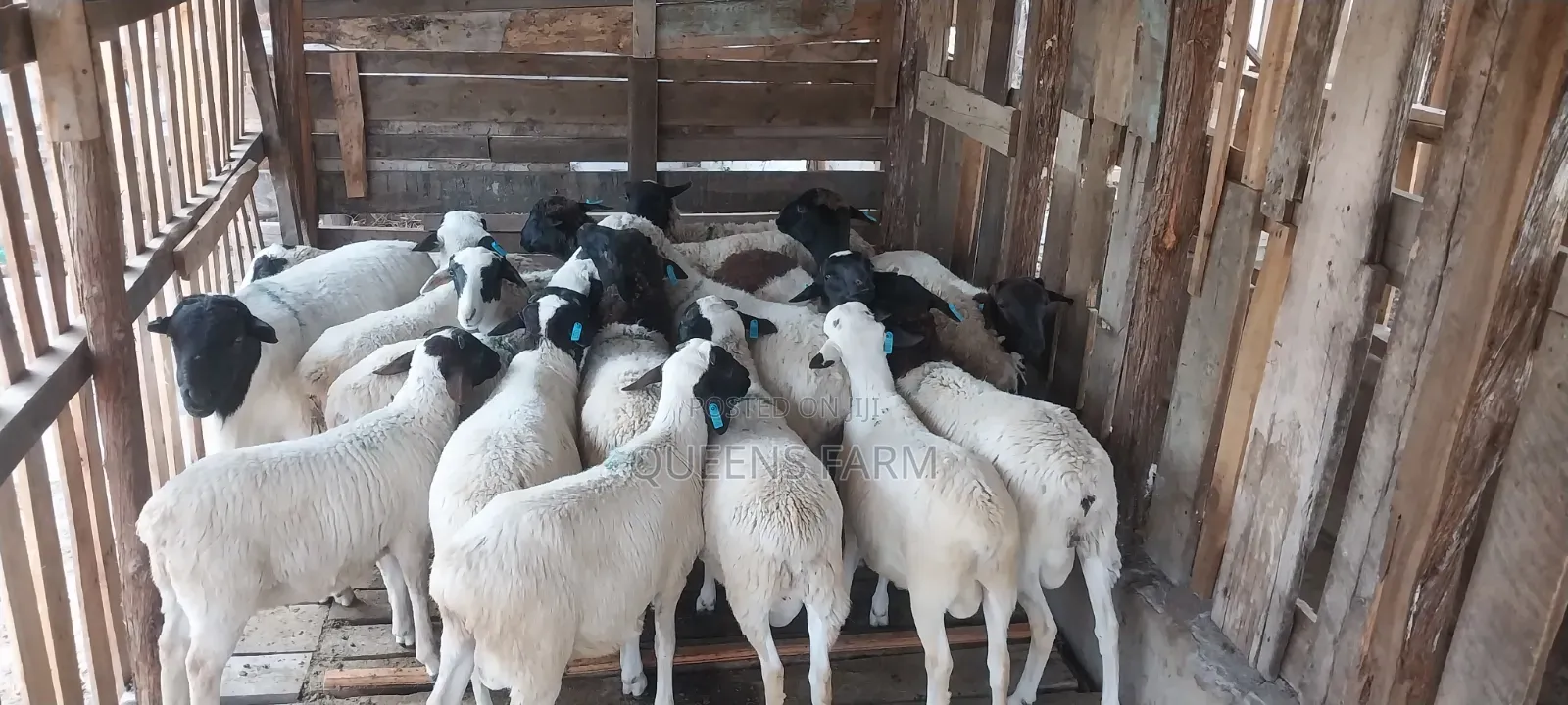 Sheep for Sale