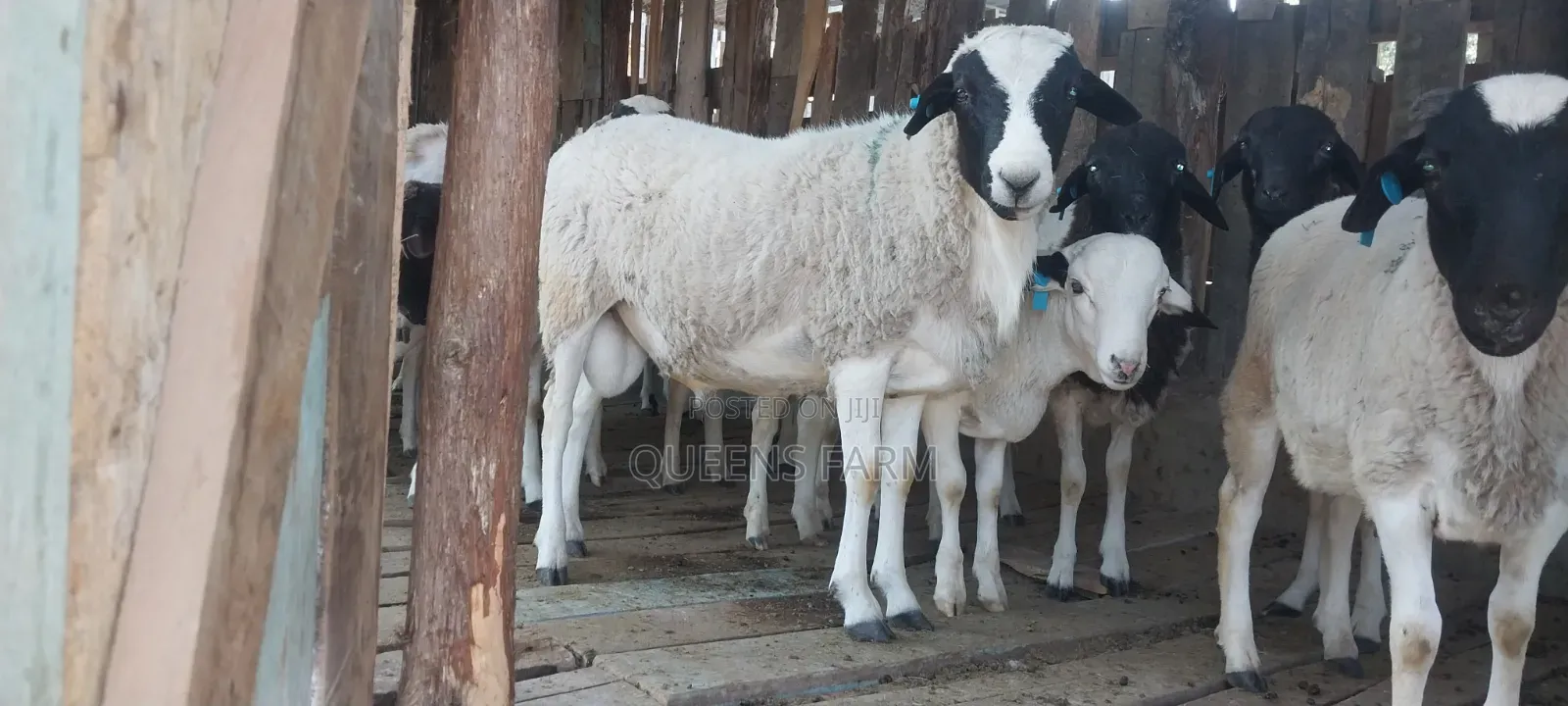 Sheep for Sale