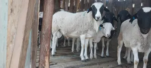 Sheep for Sale