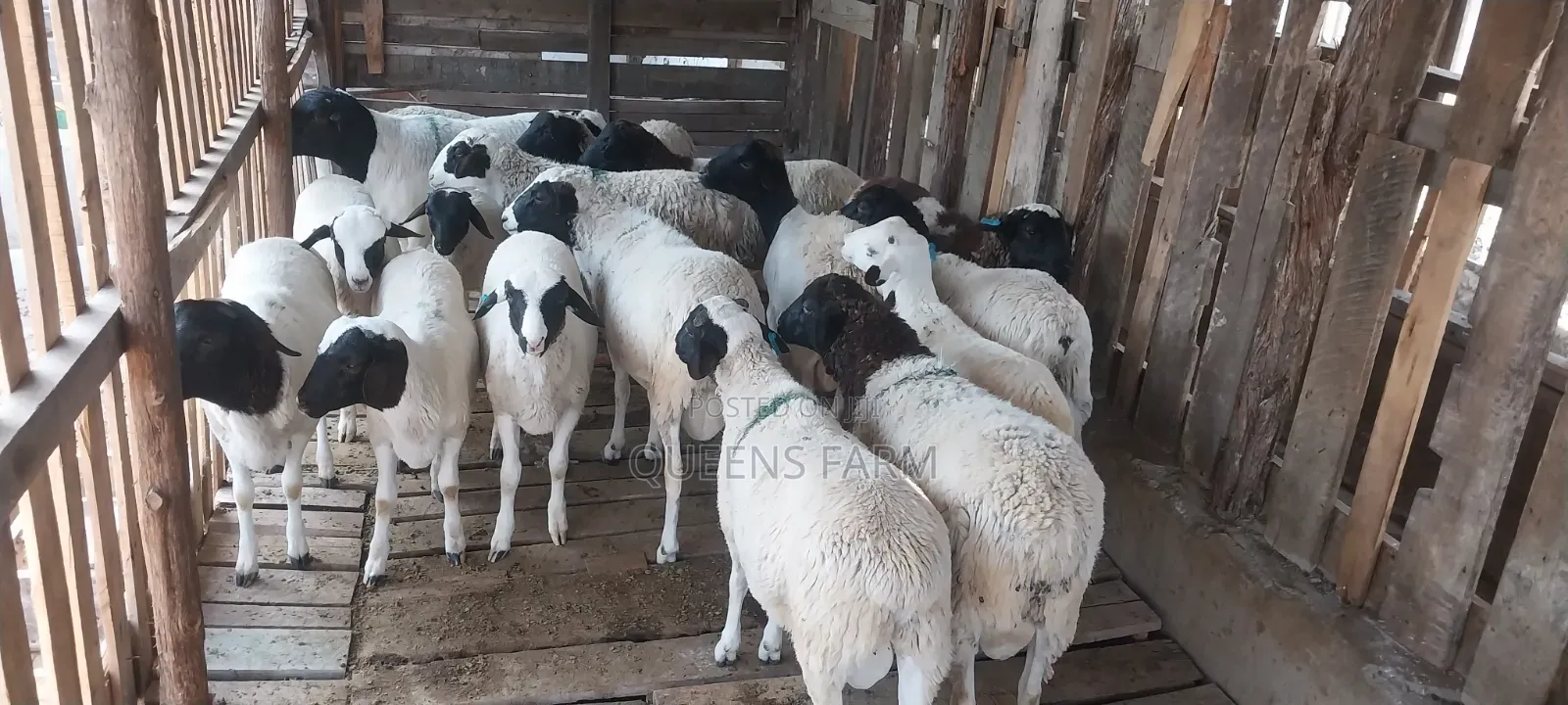 Sheep for Sale