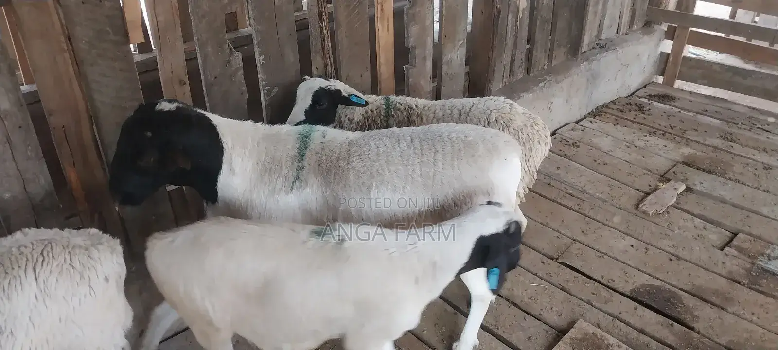 Sheep for Sale