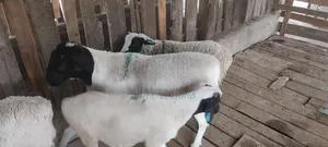 Sheep for Sale