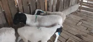 Sheep for Sale