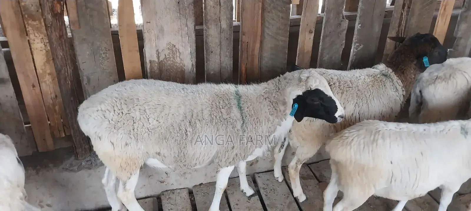 Sheep for Sale
