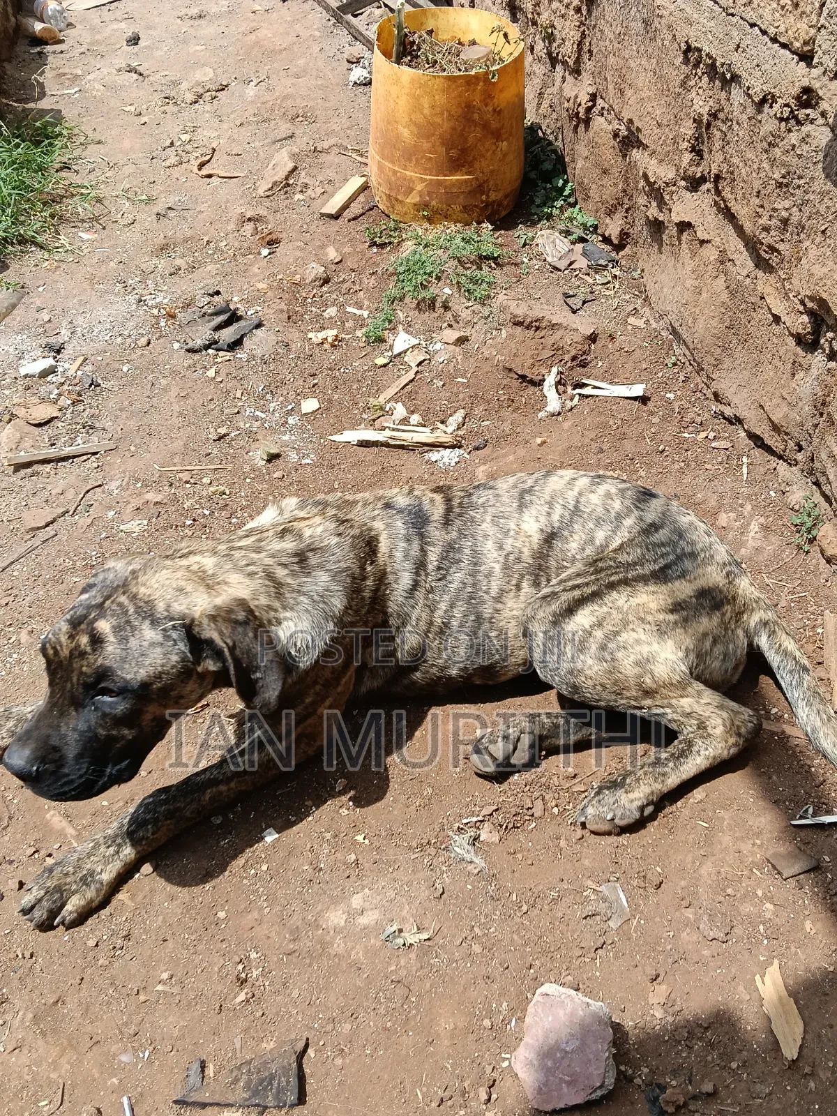 6-12 months Female Purebred Boerboel