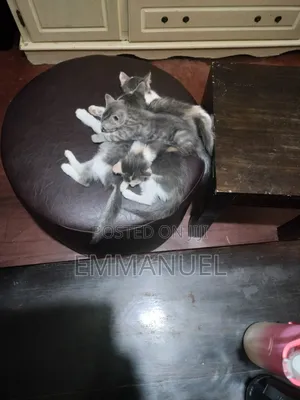 1-3 months Female Mixed Breed Cat
