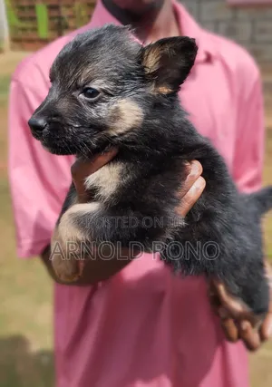 1-3 months Male Purebred German Shepherd