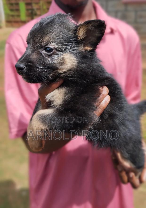 1-3 months Male Purebred German Shepherd