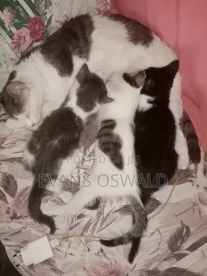 1-3 months Male Mixed Breed British Shorthair
