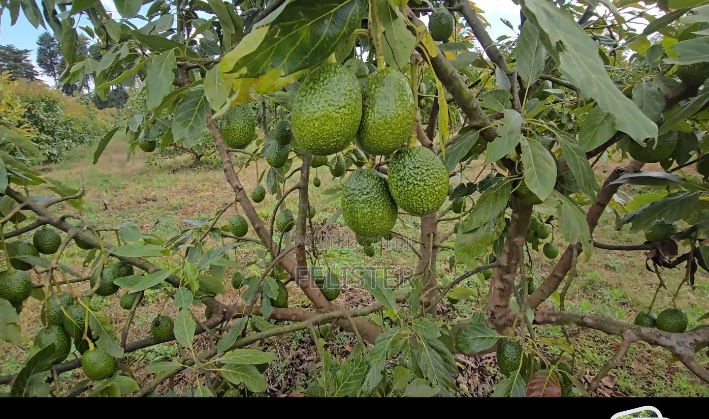 Hass Avocados
