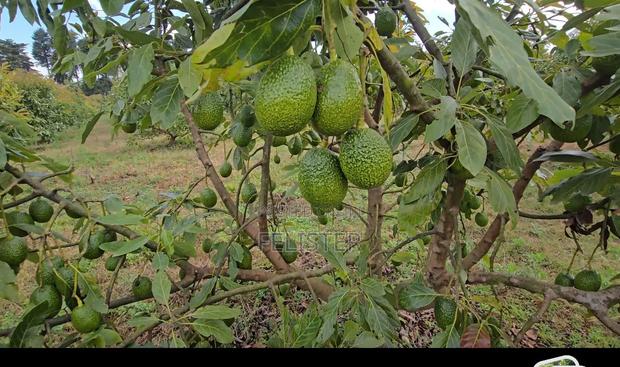 Hass Avocados