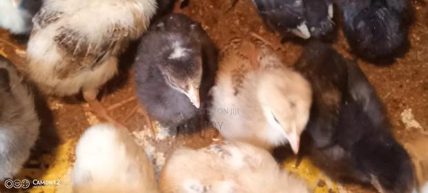 3 Weeks Old Chicks Kienyeji - thumbnail 2