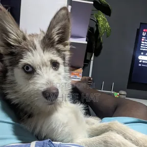 6-12 months Female Mixed Breed Siberian Husky