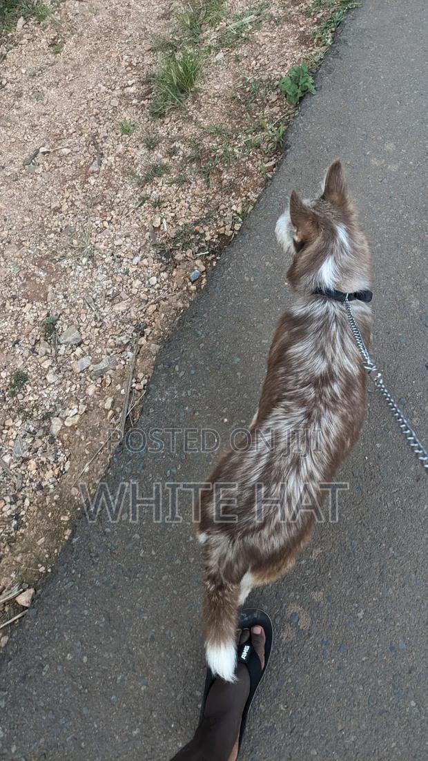 6-12 months Female Mixed Breed Siberian Husky - thumbnail 2