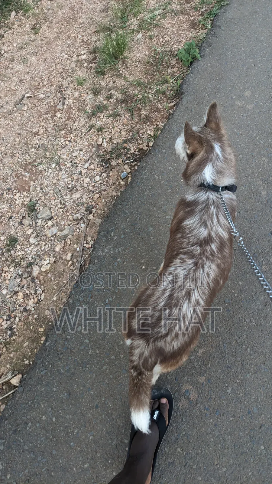 6-12 months Female Mixed Breed Siberian Husky
