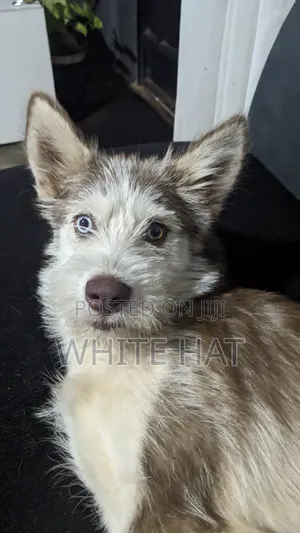 6-12 months Female Mixed Breed Siberian Husky