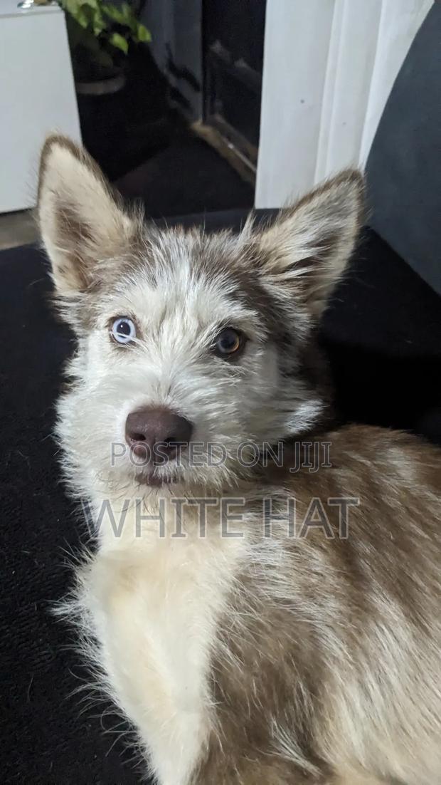 6-12 months Female Mixed Breed Siberian Husky - thumbnail 3