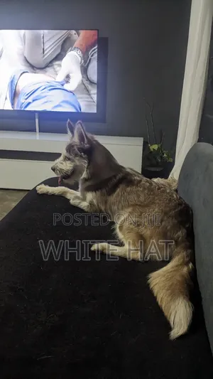 6-12 months Female Mixed Breed Siberian Husky