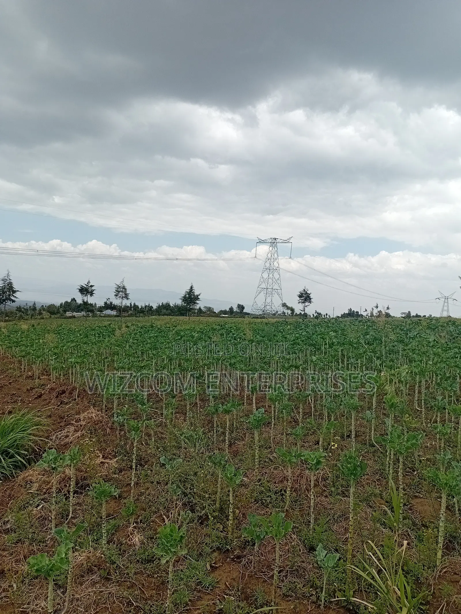 50x100 Plots for Sale. Gated Community, Ready Titles. 50% Sold.