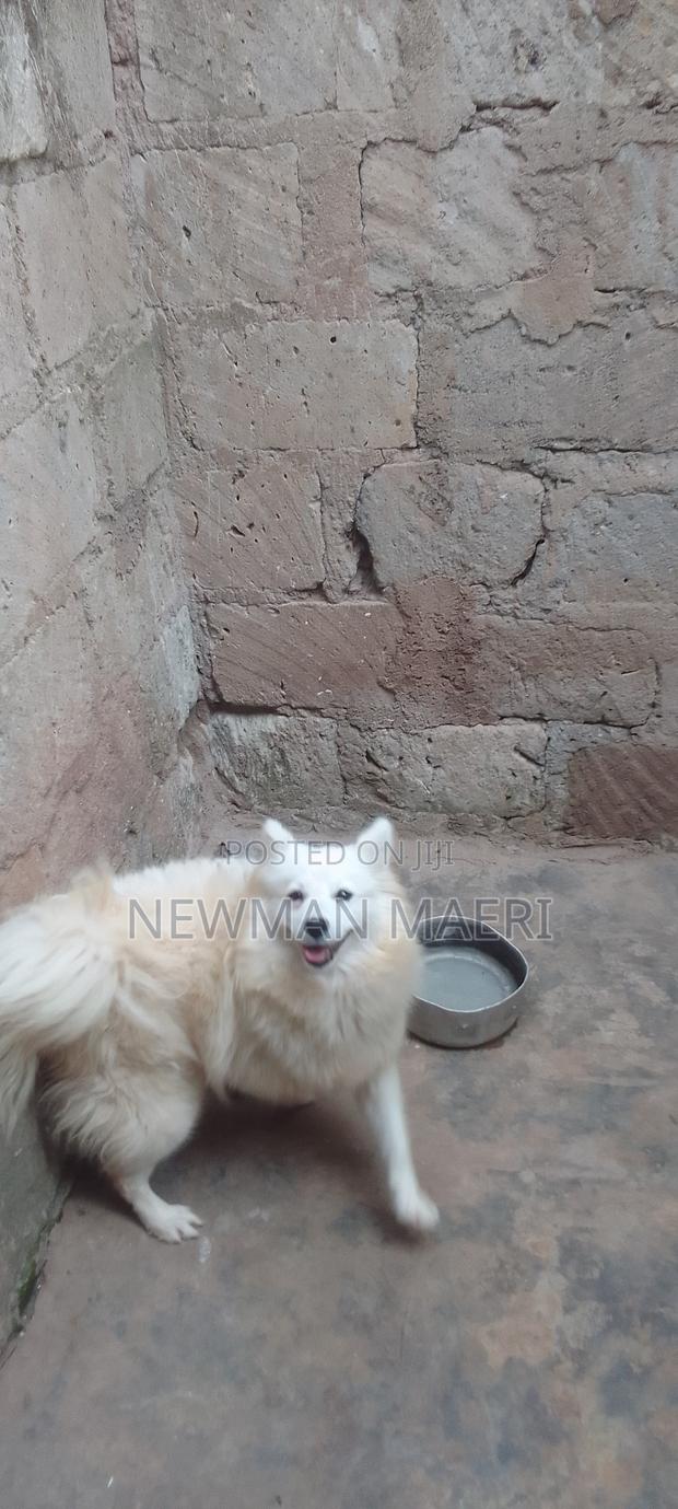 1+ year Female Purebred Japanese Spitz - thumbnail 2