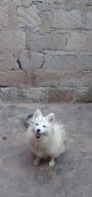 1+ year Female Purebred Japanese Spitz