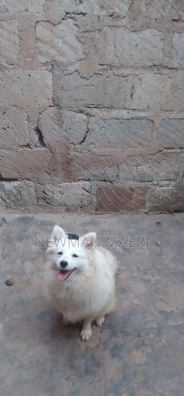 1+ year Female Purebred Japanese Spitz - thumbnail 3