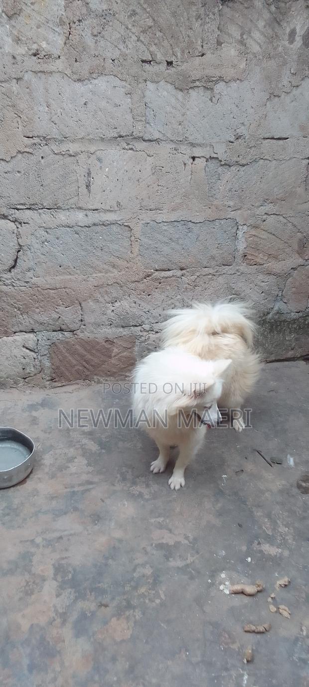 1+ year Female Purebred Japanese Spitz - thumbnail 4