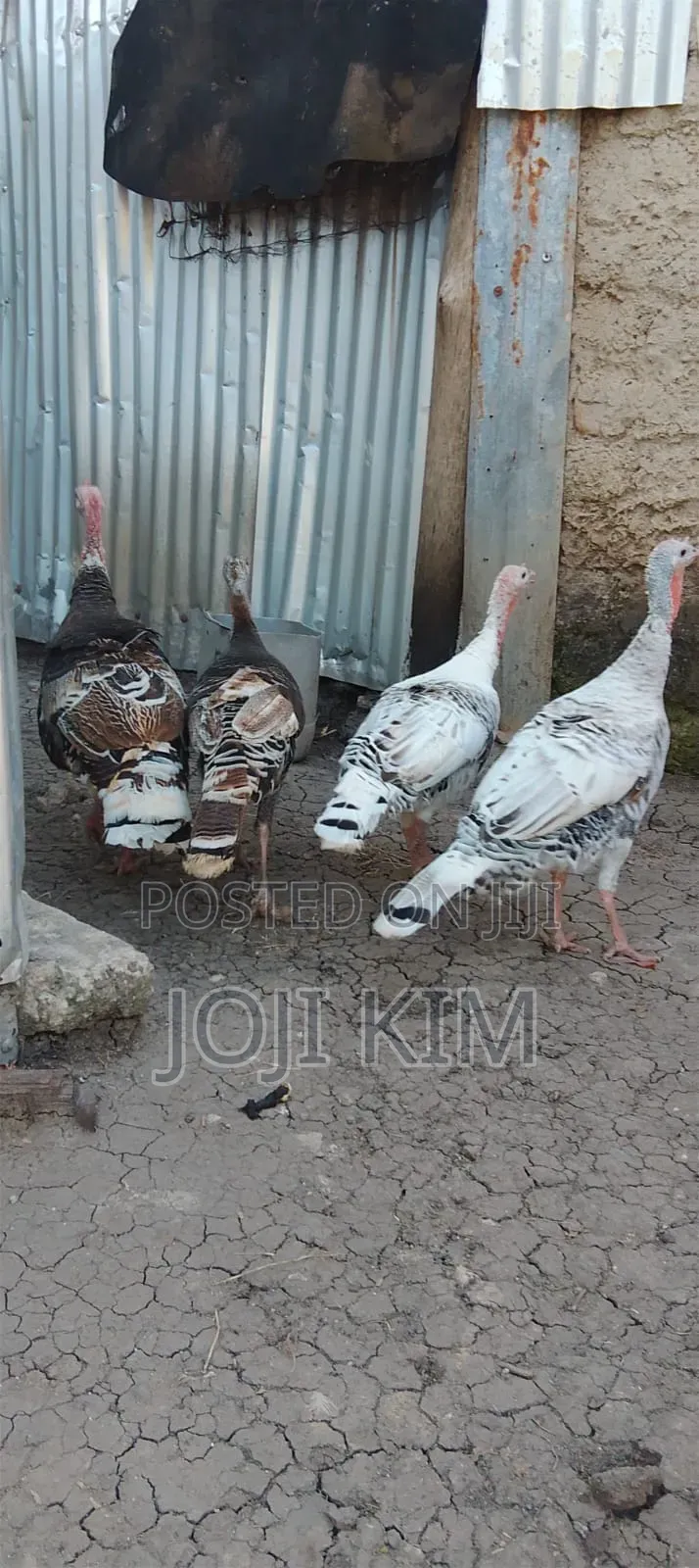 Female Turkey