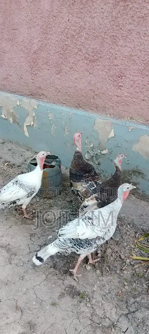 Female Turkey