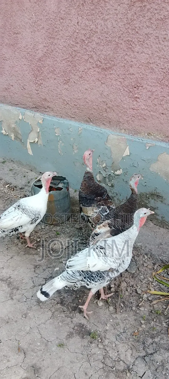 Female Turkey