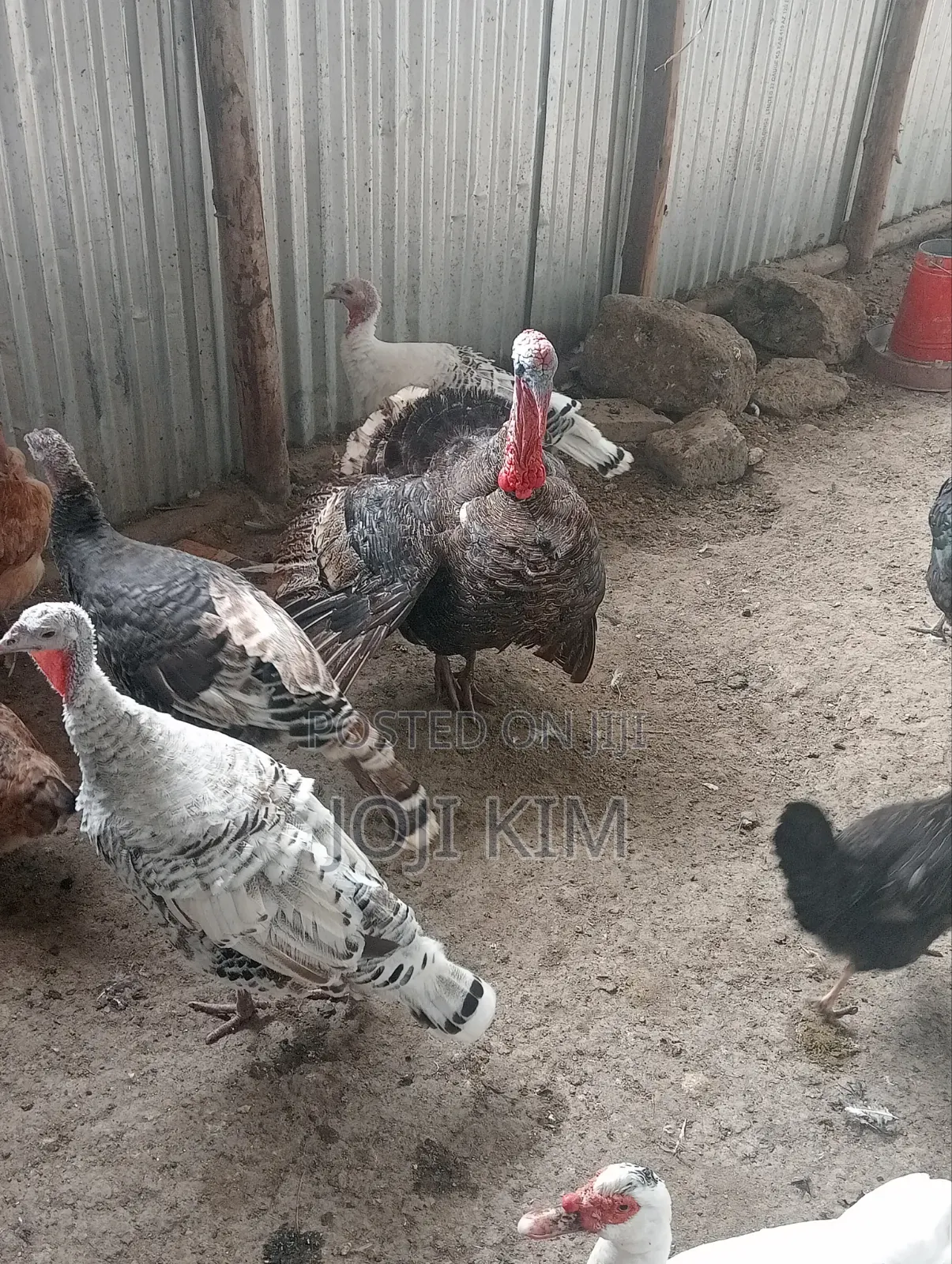Laying Turkeys