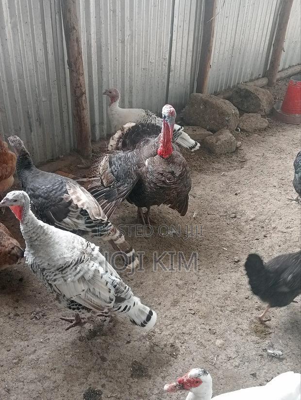 Laying Turkeys - thumbnail 2