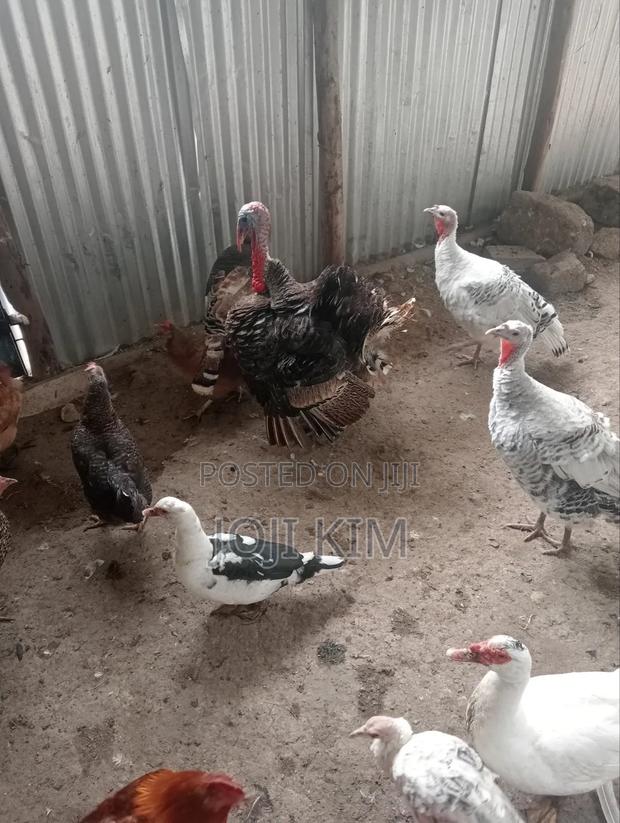 Laying Turkeys - thumbnail 3