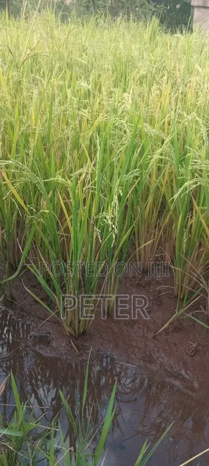 Mwea Pishori Rice